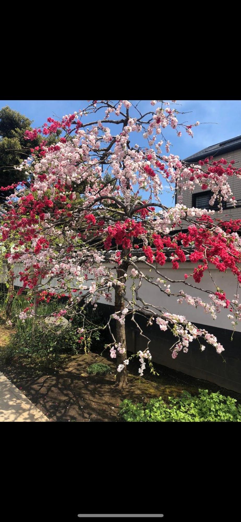 新宿庭院の屋-Shinjuku Garden Home -28 Square Meters King Size Bed Garden Room Токио Экстерьер фото